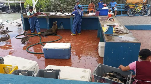 Mercado de Pescado de Santa Cruz in Puerto Ayora, Station 1 auf dem selbstgeführten Stadtrundgang