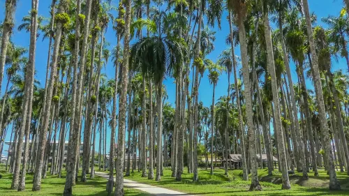 Palmentuin in Paramaribo, stop 2 on the self-guided walking tour