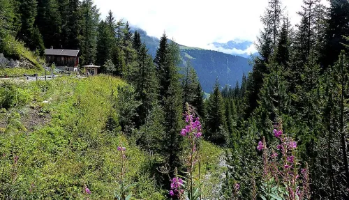 Botanischer Alpengarten «Alpinum» in Davos, Station 6 auf dem selbstgeführten Stadtrundgang