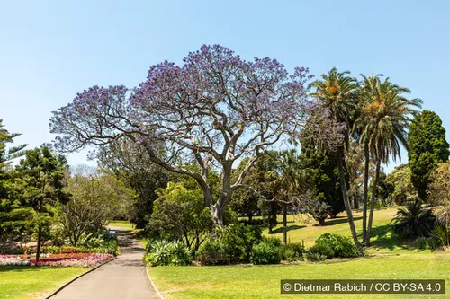 Royal Botanic Garden in Sydney, stop 5 on the self-guided walking tour